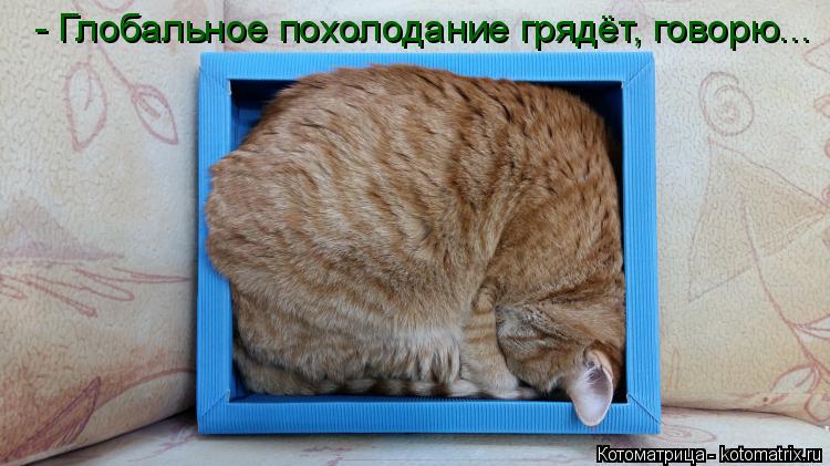 Котоматрица: - Глобальное похолодание грядёт, говорю...