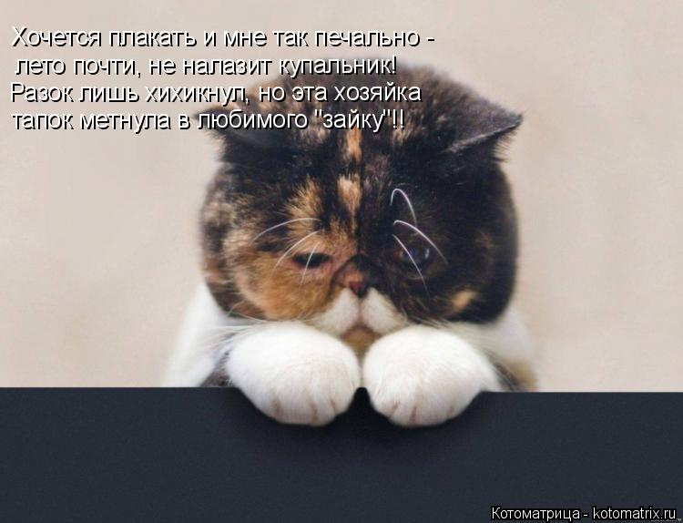Котоматрица: Хочется плакать и мне так печально - лето почти, не налазит купальник! Разок лишь хихикнул, но эта хозяйка тапок метнула в любимого "зайку"!!