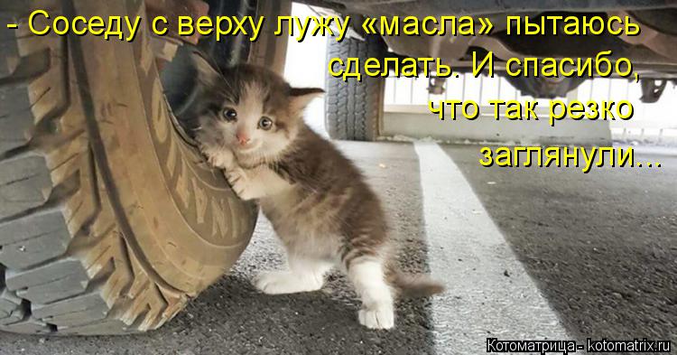 Котоматрица: - Соседу с верху лужу «масла» пытаюсь сделать. И спасибо, что так резко заглянули...