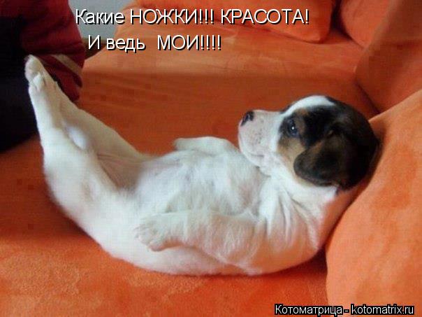 Котоматрица: Какие НОЖКИ!!! КРАСОТА! И ведь  МОИ!!!!