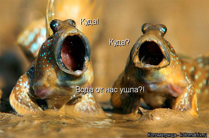Котоматрица: Куда! Куда? Вода от нас ушла?!