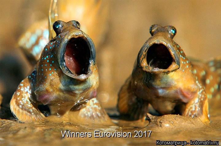 Котоматрица: Winners Eurovision 2017