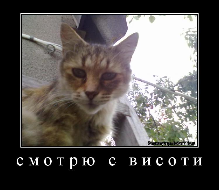 Котоматрица: смотрю с висоти 