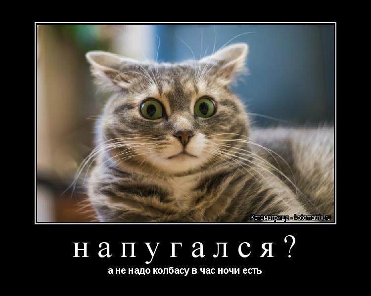 Котоматрица: напугался? а не надо колбасу в час ночи есть