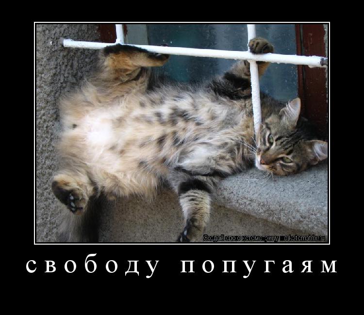 Котоматрица: свободу попугаям 