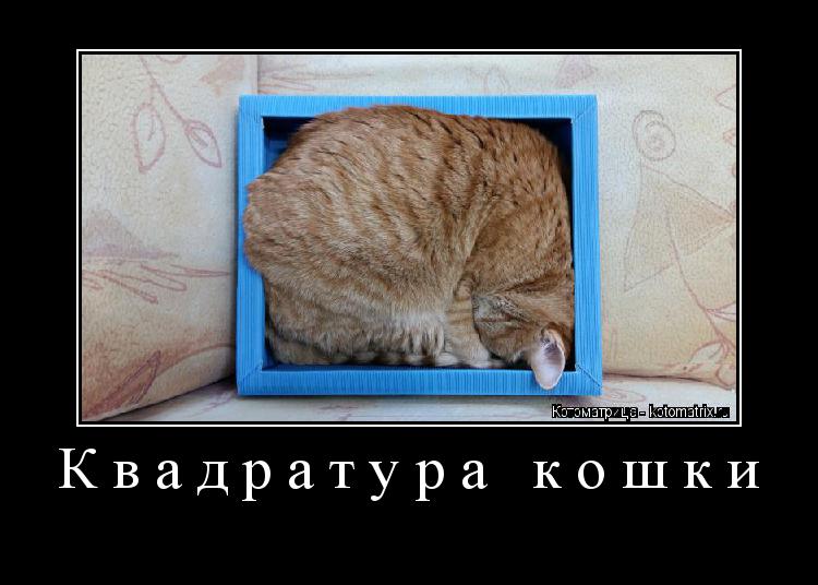 Квадратура кошки ... Котоматрица: Квадратура кошки