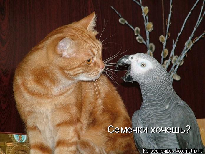 Котоматрица: Семечки хочешь?