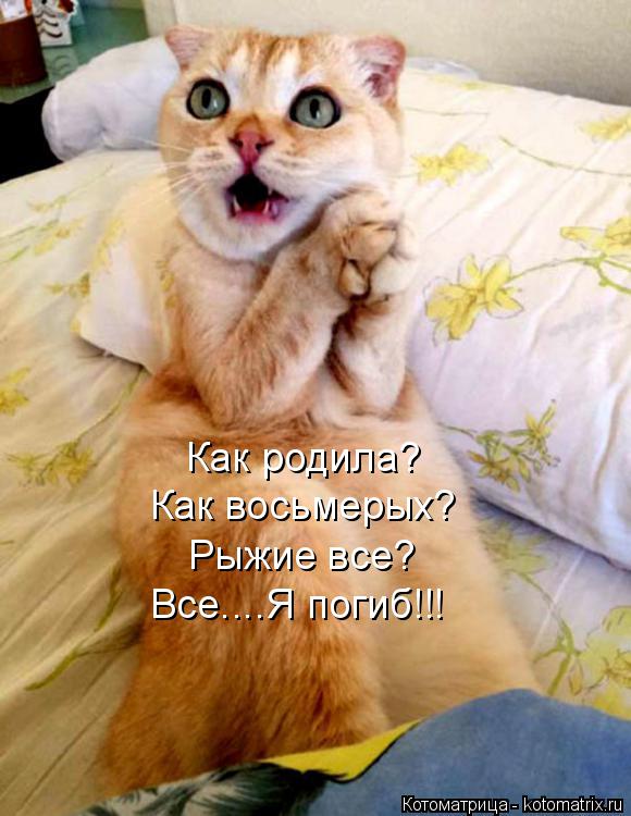 Как родила? Как восьмерых? Рыжие все? Все....Я погиб!!!... Котоматрица: Как родила? Как восьмерых? Рыжие все? Все....Я погиб!!!