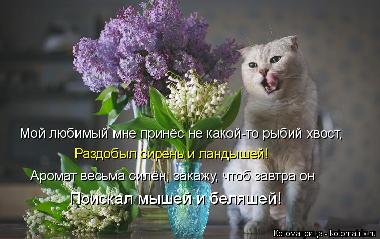 Мой любимый мне принёс не какой-то рыбий хвост, Раздобыл сирень и ландышей! Аромат весьма силён, зака... Котоматрица: Мой любимый мне принёс не какой-то рыбий хвост, Раздобыл сирень и ландышей! Аромат весьма силён, закажу, чтоб завтра он Поискал мышей и беляш