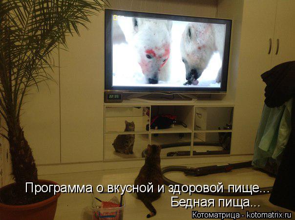 Котоматрица: Программа о вкусной и здоровой пище... Бедная пища...