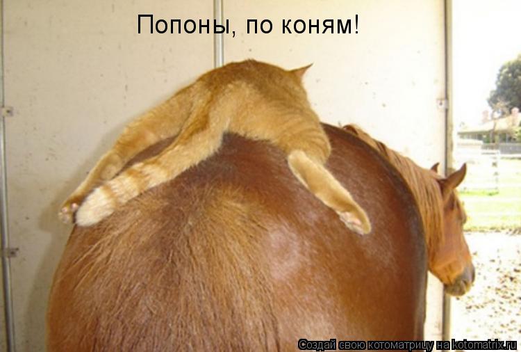 Попоны, по коням!... Котоматрица: Попоны, по коням!
