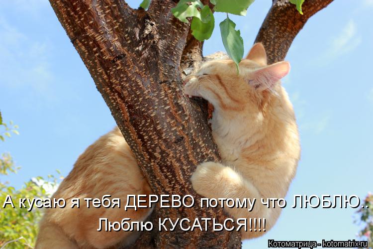Котоматрица: А кусаю я тебя ДЕРЕВО потому что ЛЮБЛЮ.. Люблю КУСАТЬСЯ!!!!