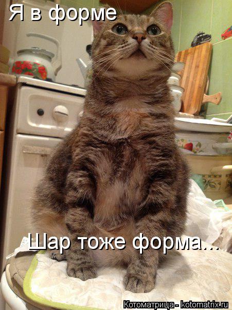 Котоматрица: Я в форме Шар тоже форма...