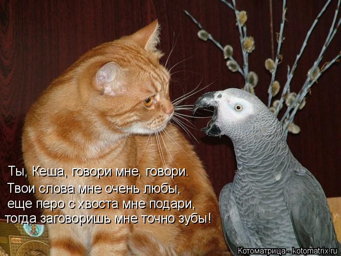 Котоматрица: Ты, Кеша, говори мне, говори. Твои слова мне очень любы, еще перо с хвоста мне подари, тогда заговоришь мне точно зубы!