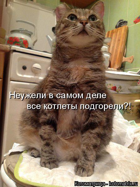 Котоматрица: Неужели в самом деле все котлеты подгорели?!