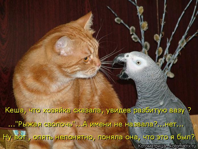 ..."Рыжая сволочь"...А имени не назвала?...нет... Кеша, что хозяйка сказала, увидев разбитую вазу ? Н... Котоматрица: ..."Рыжая сволочь"...А имени не назвала?...нет... Кеша, что хозяйка сказала, увидев разбитую вазу ? Ну вот , опять непонятно, поняла она, что это я б