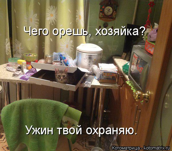 Котоматрица: Чего орешь, хозяйка? Ужин твой охраняю.