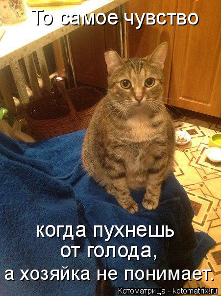 Котоматрица: То самое чувство когда пухнешь от голода, а хозяйка не понимает.