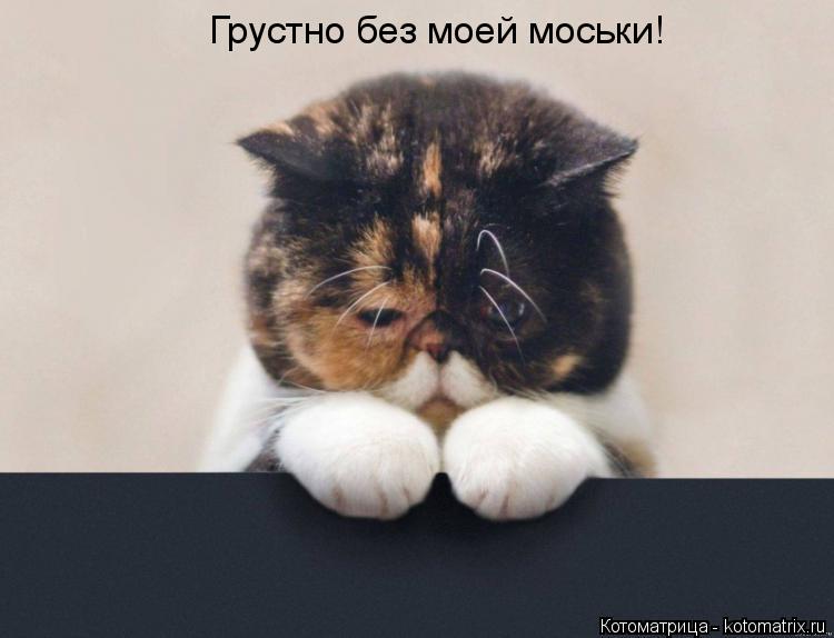 Котоматрица: Грустно без моей моськи!
