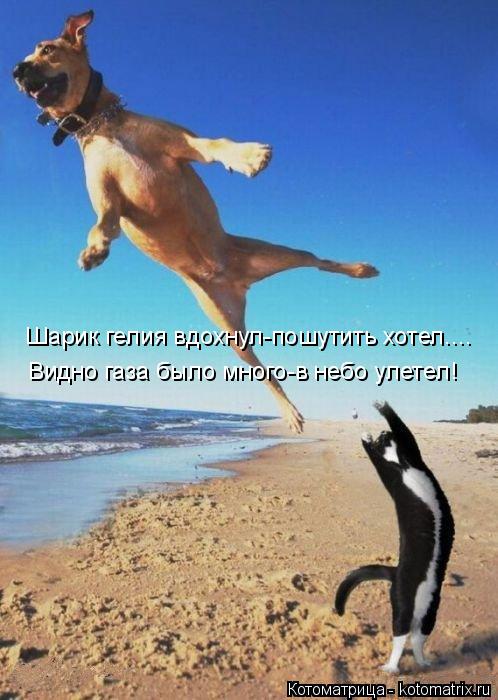 Шарик гелия вдохнул-пошутить хотел.... Видно газа было много-в небо улетел!... Котоматрица: Шарик гелия вдохнул-пошутить хотел.... Видно газа было много-в небо улетел!