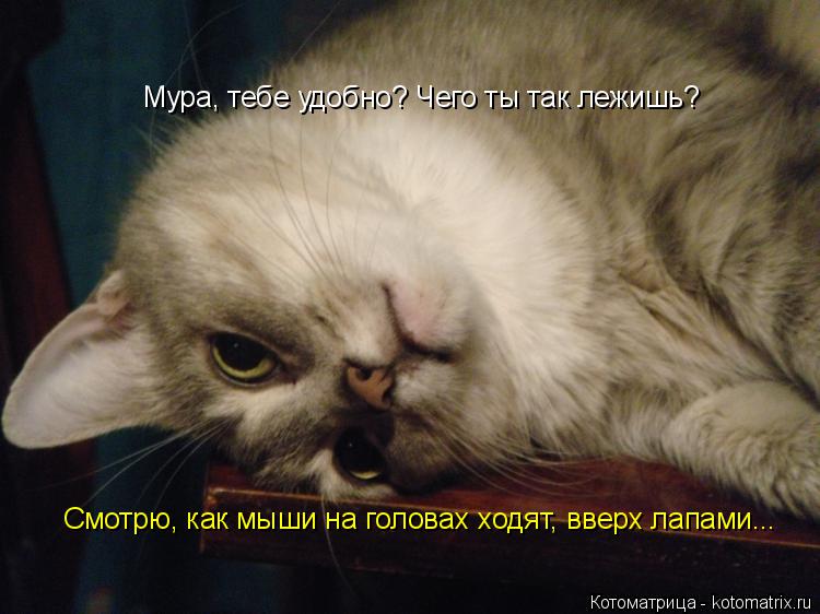 Мура, тебе удобно? Чего ты так лежишь? Смотрю, как мыши на головах ходят, вверх лапами...... Котоматрица: Мура, тебе удобно? Чего ты так лежишь? Смотрю, как мыши на головах ходят, вверх лапами...