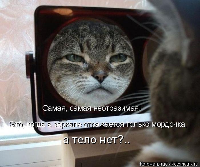 Самая, самая неотразимая! Это, когда в зеркале отражается только мордочка, а тело нет?..... Котоматрица: Самая, самая неотразимая! Это, когда в зеркале отражается только мордочка, а тело нет?..