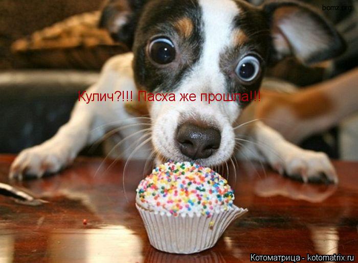 Котоматрица: Кулич?!!! Пасха же прошла!!!