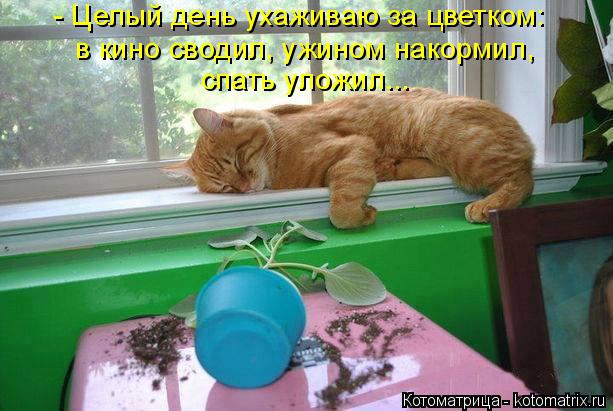 Котоматрица: - Целый день ухаживаю за цветком: в кино сводил, ужином накормил, спать уложил...