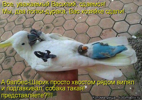 Котоматрица: Все, уважаемый Василий, сдаемся! Мы, два попки-дурака, Вас хозяйке сдали! А балбес-Шарик просто хвостом рядом вилял и подгавкивал, собака так