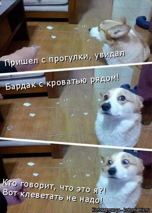 Котоматрица: Пришел с прогулки, увидал Бардак с кроватью рядом! Кто говорит, что это я?! Вот клеветать не надо!