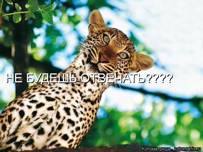 Котоматрица: НЕ БУДЕШЬ ОТВЕЧАТЬ???? НЕ БУДЕШЬ ОТВЕЧАТЬ????