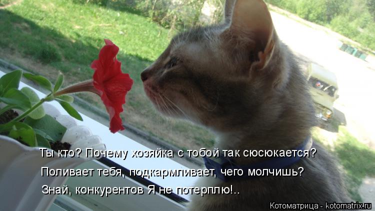 Ты кто? Почему хозяйка с тобой так сюсюкается? Поливает тебя, подкармливает, чего молчишь? Знай, конк... Котоматрица: Ты кто? Почему хозяйка с тобой так сюсюкается? Поливает тебя, подкармливает, чего молчишь? Знай, конкурентов Я не потерплю!..