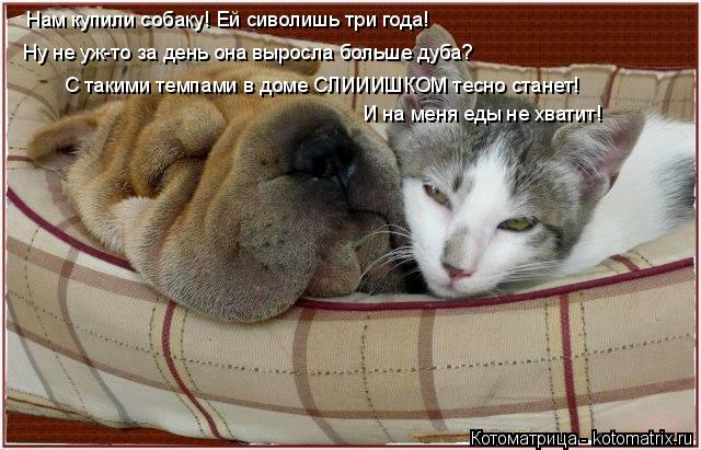 Котоматрица: Нам купили собаку! Ей сиволишь три года! Ну не уж-то за день она выросла больше дуба? С такими темпами в доме СЛИИИШКОМ тесно станет! И на меня