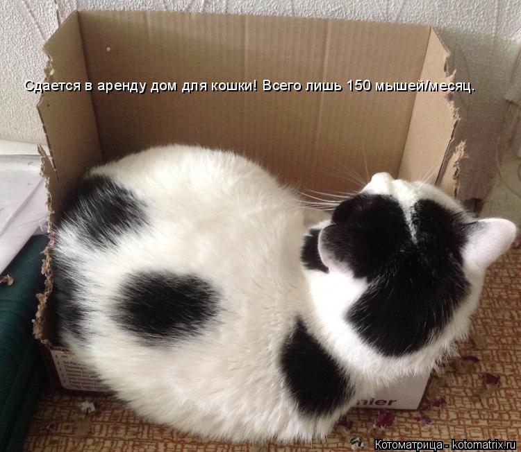 Котоматрица: Сдается в аренду дом для кошки! Всего лишь 150 мышей/месяц.