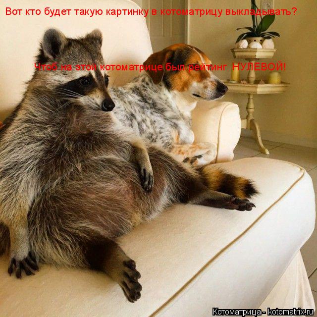 Котоматрица: Вот кто будет такую картинку в котоматрицу выкладывать? Чтоб на этой котоматрице был рейтинг  НУЛЕВОЙ!
