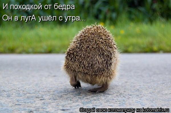 Котоматрица: И походкой от бедра Он в лугА ушёл с утра...