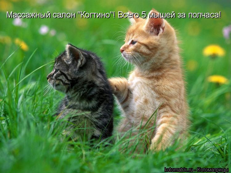 Котоматрица: Массажный салон "Когтино"! Всего 5 мышей за полчаса!