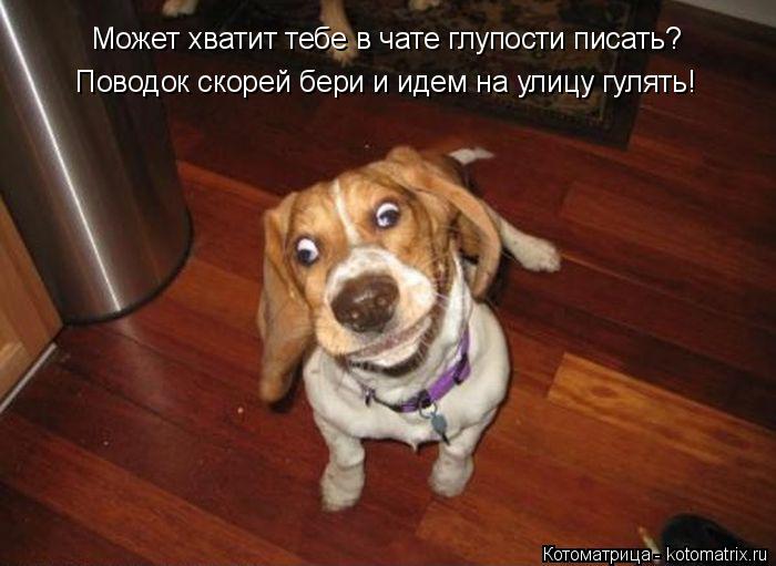 Поводок скорей бери и идем на улицу гулять! Может хватит тебе в чате глупости писать?... Котоматрица: Поводок скорей бери и идем на улицу гулять! Может хватит тебе в чате глупости писать?