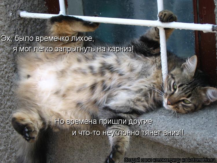 Котоматрица: Эх, было времечко лихое,  я мог легко запрыгнуть на карниз! Но времена пришли другие  и что-то неуклонно тянет вниз!!