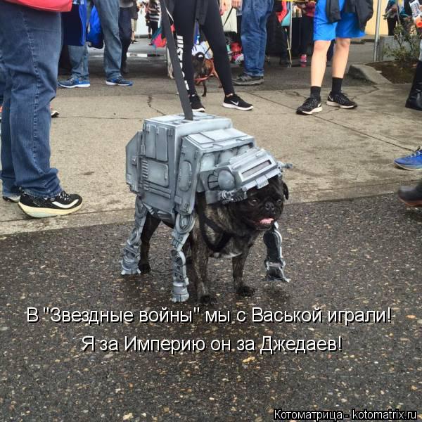 Котоматрица: В "Звездные войны" мы с Васькой играли!  Я за Империю он за Джедаев!
