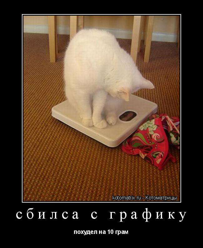 сбилса с графику похудел на 10 грам... Котоматрица: сбилса с графику похудел на 10 грам
