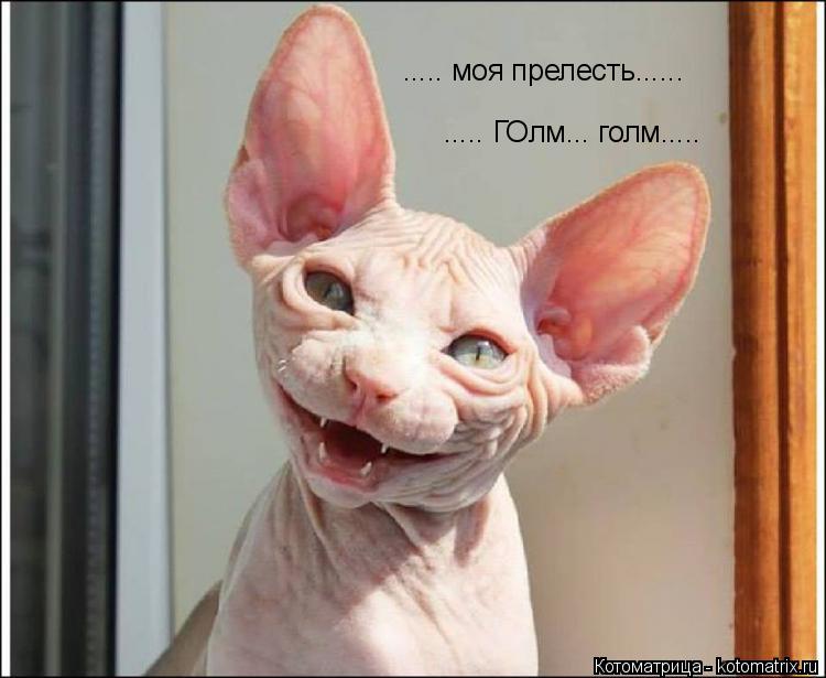 ..... моя прелесть...... ..... ГОлм... голм........ Котоматрица: ..... моя прелесть...... ..... ГОлм... голм.....