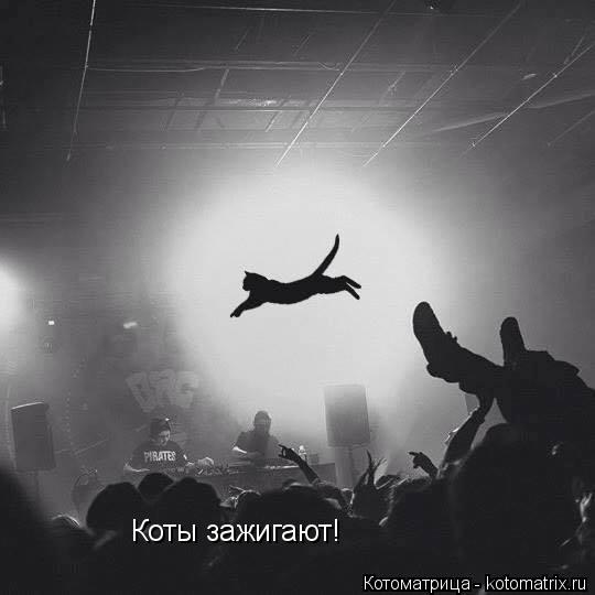 Коты зажигают!... Котоматрица: Коты зажигают!