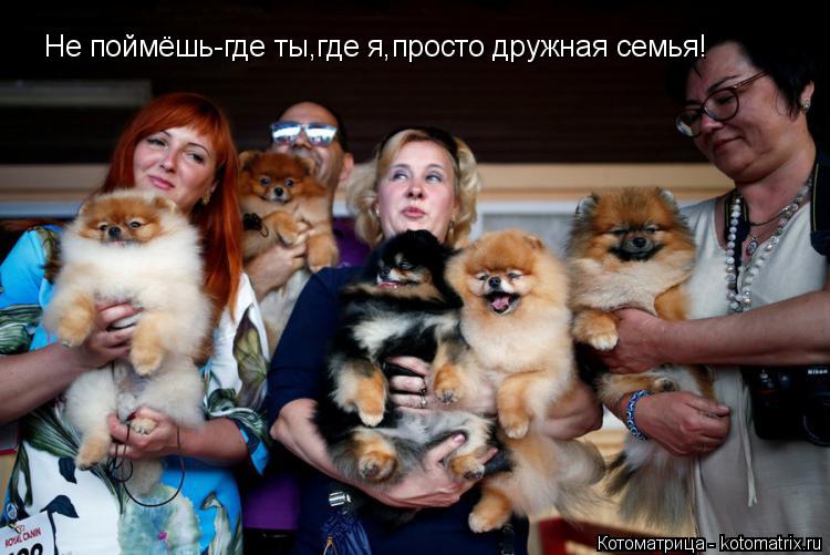 Не поймёшь-где ты,где я,просто дружная семья!... Котоматрица: Не поймёшь-где ты,где я,просто дружная семья!