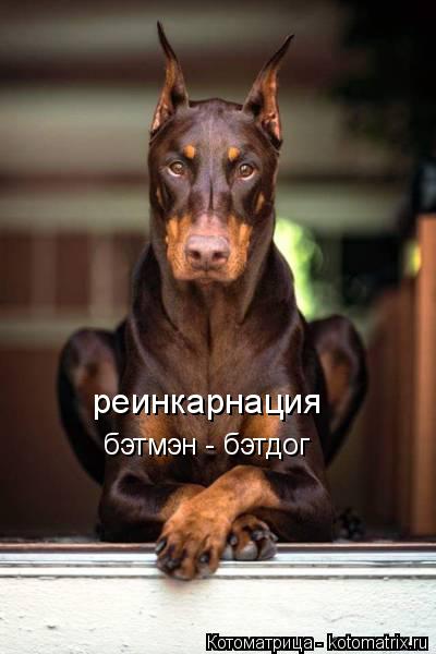 бэтмэн - бэтдог реинкарнация... Котоматрица: бэтмэн - бэтдог реинкарнация