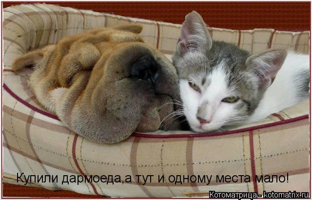 Купили дармоеда,а тут и одному места мало!... Котоматрица: Купили дармоеда,а тут и одному места мало!