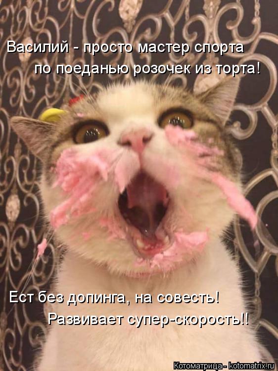 Василий - просто мастер спорта по поеданью розочек из торта! Ест без допинга, на совесть! Развивает с... Котоматрица: Василий - просто мастер спорта по поеданью розочек из торта! Ест без допинга, на совесть! Развивает супер-скорость!!