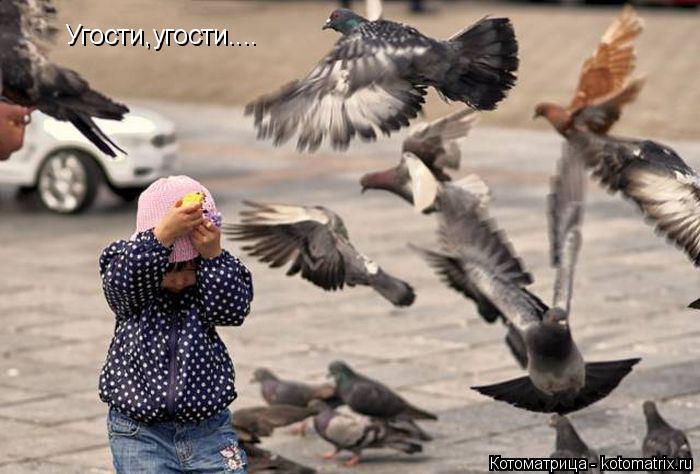 Угости,угости....... Котоматрица: Угости,угости....