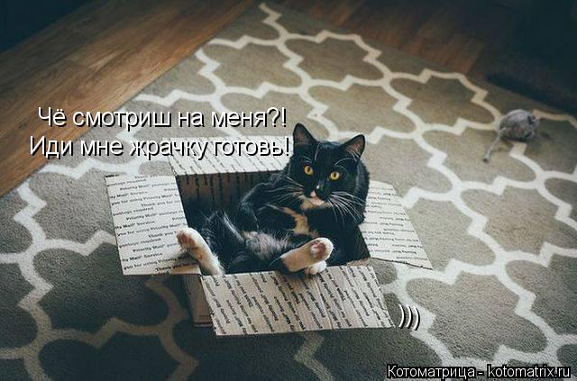 Чё смотриш на меня?! Иди мне жрачку готовь! ) ) )... Котоматрица: Чё смотриш на меня?! Иди мне жрачку готовь! ) ) )
