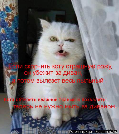 Если скорчить коту страшную рожу, он убежит за диван, а потом вылезет весь пыльный. Кота обтереть в... Котоматрица: Если скорчить коту страшную рожу, он убежит за диван, а потом вылезет весь пыльный. Кота обтереть влажной тканью и похвалить: теперь не нуж